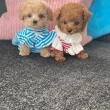 Toy Poodle