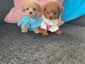 Toy Poodle
