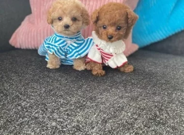 Toy Poodle