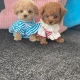Toy Poodle