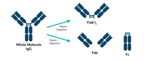 HCP Antibody