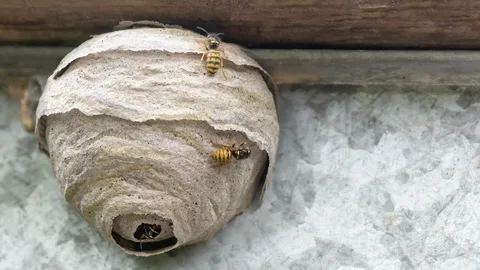Ground Wasps