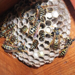 Ground Wasps