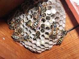 Ground Wasps