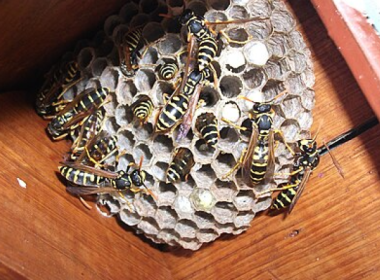 Ground Wasps