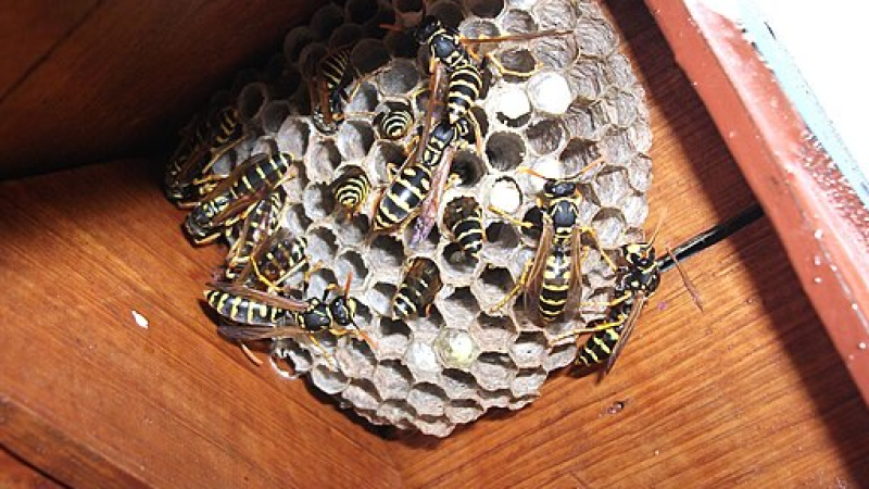 Ground Wasps