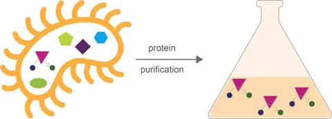 Protein G Column Antibody