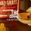 THC Gummies